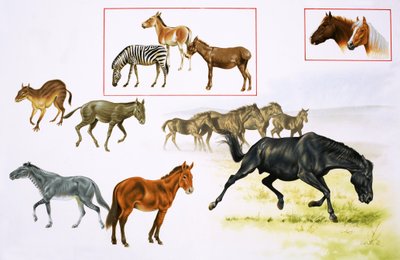 馬と馬のような動物のモンタージュ 作： English School