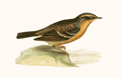 マウンテンアクセンター、チャールズロバートブリー（1811-86）による「イギリス諸島では観察されないヨーロッパの鳥の歴史」の図解、1867年発行 作： English School