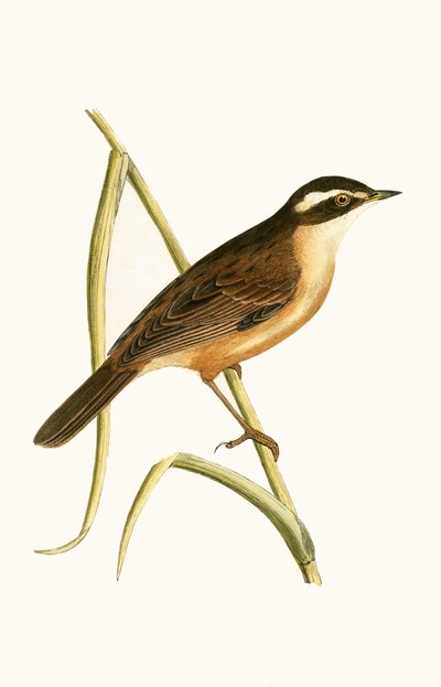 口ひげを生やしたウグイス、チャールズロバートブリー（1811-86）による「イギリス諸島では観察されないヨーロッパの鳥の歴史」のイラスト、1867年 作： English School