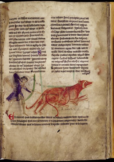 Ms 254、f.19r：ハンツマンが13世紀初頭の獣医からの2つのビーバーに矢を向ける（羊皮紙） 作： English School