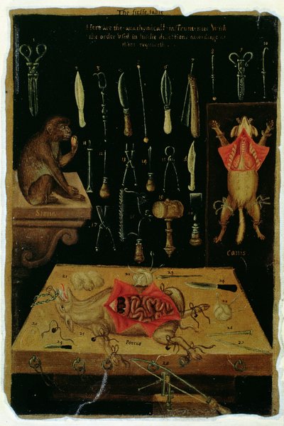 ハンターさん 364 表 I ジョン・バニスター (1540-1610) による解剖表の解剖器具 (茶色の紙に油彩) 作： English School