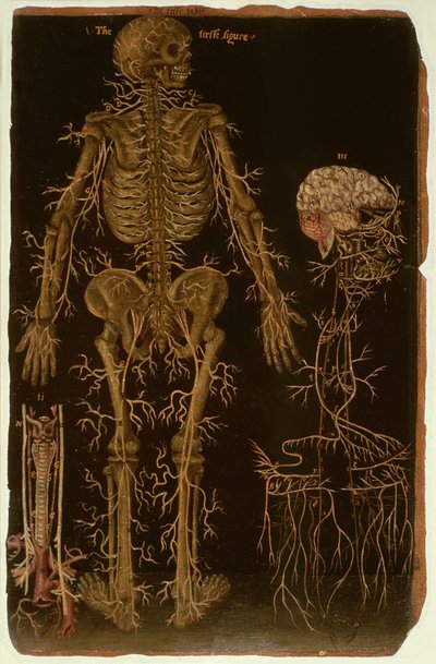 Ms Hunter 364 Table V Dissection、from Anatomical Tables、by John Banister（1540-1610）（oil on茶色の紙） 作： English School