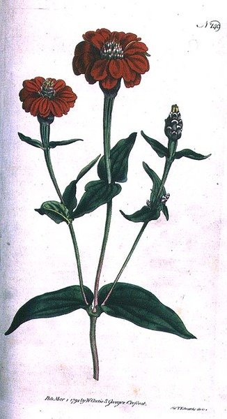 多花性ジニア（Zinnia multiflora）、ウィリアム・カーティスの「The Botanical Magazine」（または「Flower Garden Displayed」）のプレート149、F. Sansomの彫刻、パブ。1792年（彫刻）。 作： English School