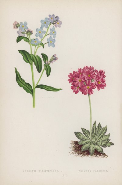 Myosotis Dissitiflora; Primula Farinosa (カラーリソ) 作： English School