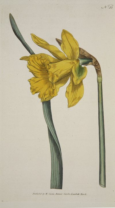 ナルシスス・メジャー（大水仙）、『The Botanical Magzaine or Flower Garden Displayed』（パブ）より。1793年（手彩色彫刻）。 作： English School