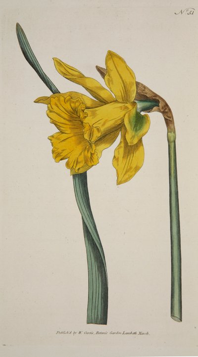 水仙の主要な偉大な水仙、パブ。 1793年の手彩色彫刻。 作： English School