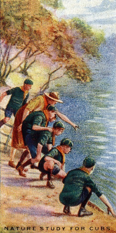 カブスの自然研究、1929 作： English School