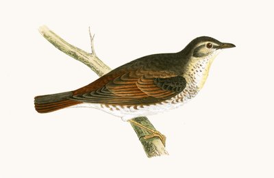 ナウマンのツグミ、チャールズロバートブリー（1811-86）による「イギリスの島々では観察されないヨーロッパの鳥の歴史」からのイラスト、1867年公開 作： English School