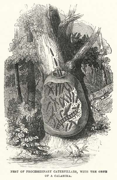 行列のできるアオムシの巣、カラソマのグラブとともに（彫刻作品 作： English School