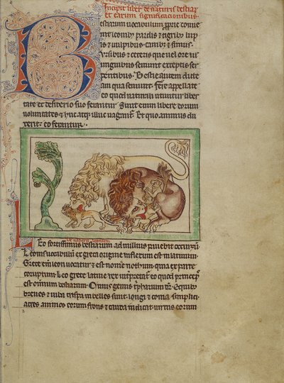 Northumberland Bestiary、c.1250-60（羊皮紙に色付きのウォッシュとインク） 作： English School