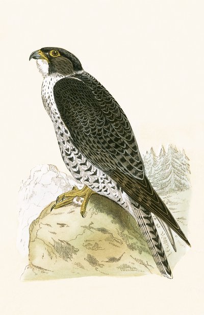 ノルウェーのジャーファルコン、チャールズロバートブリー（1811-86）による「イギリス諸島では観察されないヨーロッパの鳥の歴史」のイラスト、1867年発行 作： English School