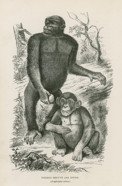 Nshiego Mbouve and Young、Troglodytes Calvu 作： English School
