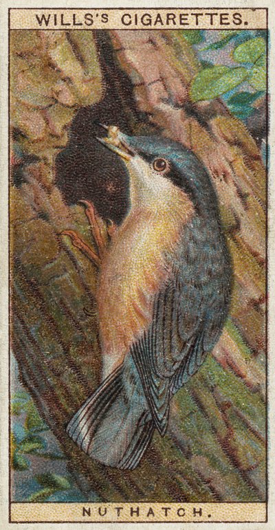 Nuthatch 作： English School
