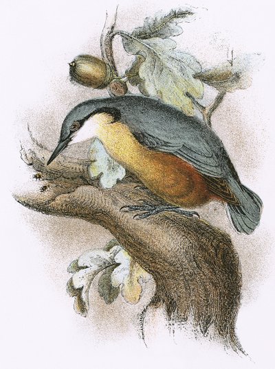 Nuthatch 作： English School