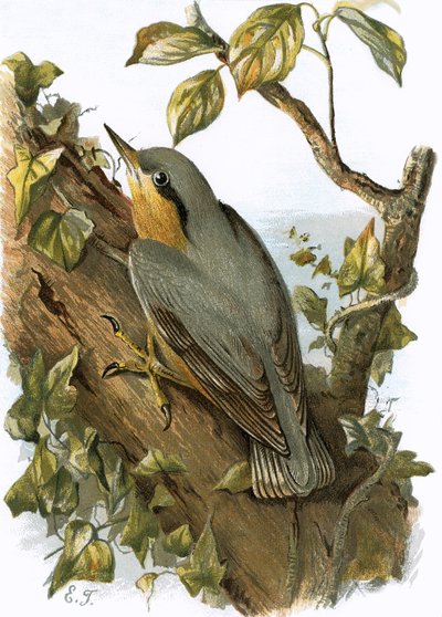 Nuthatch 作： English School