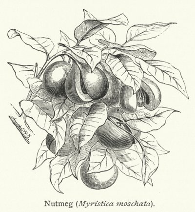 ナツメグ（Myristica moschata）（彫刻） 作： English School