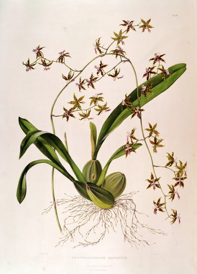 Odontoglossum Hastatum（手描きの彫刻） 作： English School
