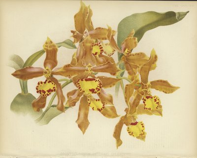 Odontoglossum insleayi splendens 作： English School