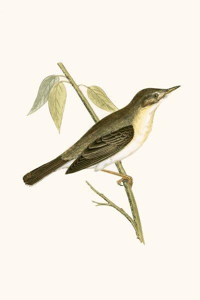 チャールズ・ロバート・ブリー（1811-86）による「イギリス諸島では観察されないヨーロッパの鳥の歴史」からのイラスト 作： English School