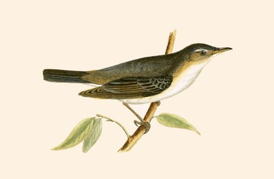 チャールズロバートブリー（1811-86）による「イギリスの島々では観察されないヨーロッパの鳥の歴史」からのイラスト、1867年に公開されたオリーブツリーワーブラー 作： English School