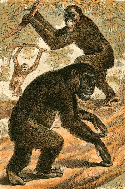 OutangとGorillaの人々 作： English School