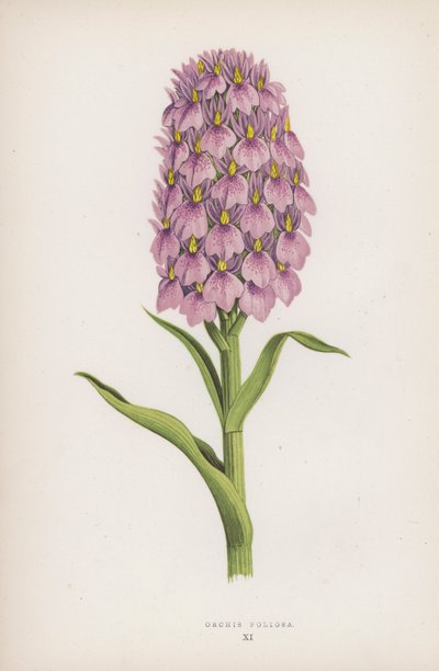 Orchis Foliosa（カラーリトグラフ 作： English School