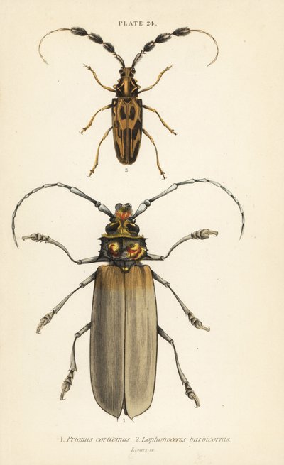 Orthomegas cinnamomeus Prionus corticinus 1, and Batus barbicornis, Lophonocerus barbicornis 2 作： English School