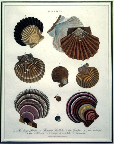 オストレア、「Encyclopaedia Londinensis」(1796-1829)の図版、J.Passの彫刻による 作： English School