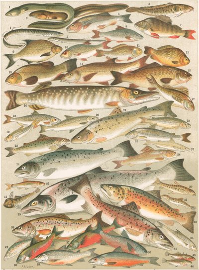 私たちの英国の淡水魚 作： English School