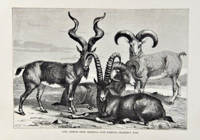 Ovis Ammon-Ibex Siberica-Ovis Nabura-Markhov Ram、Universal Geographyからのイラスト、Elisee Reclusによる地球とその住民、1878年発行 作： English School