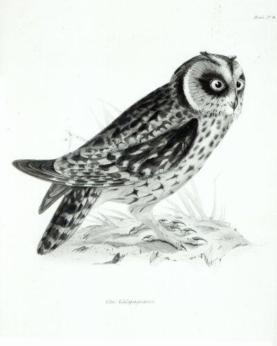 フクロウ、チャールズダーウィンによる「HMSビーグルの航海の動物学、1832-36」のプレート3 作： English School