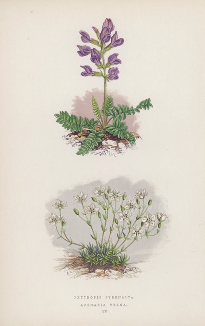 Oxytropis Pyrenaica; Arenaria Verna (カラーリトグラフ) 作： English School