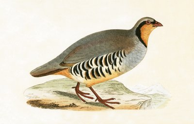 Pグレカ、ヴァール、チャールズロバートブリー（1811-86）による「イギリス諸島では観察されないヨーロッパの鳥の歴史」のイラスト、1867年発行 作： English School