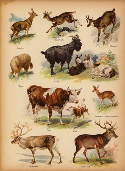 Page from The Little Folks’ Picture Natural History, c 1900 (chromolitho)   1319488   ja       japanese Successfully Translated  Original: Cupid Begging Jupiter for Mercy for Psyche Translat: Cupid Begging Jupiter for Mercy for Psyche 1294321 ja japanese S 作： English School