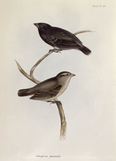 ペアのGeospiza Parvula、HMSビーグルの航海の動物学、1832〜36年、チャールズダーウィン（1809〜92年）、1840年からのイラスト 作： English School