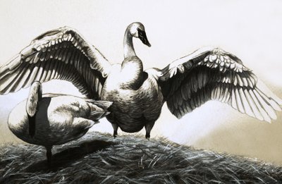 白鳥のペア 作： English School