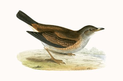ペールツグミ、チャールズロバートブリー（1811-86）による「イギリス諸島では観察されないヨーロッパの鳥の歴史」のイラスト、1867年 作： English School