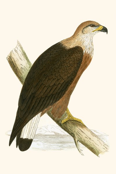 パラスのシーイーグル、チャールズロバートブリー（1811-86）による「イギリス諸島では観察されないヨーロッパの鳥の歴史」のイラスト、1867年発行 作： English School