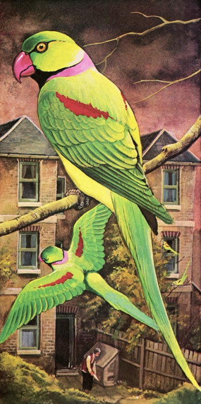 インコ 作： English School