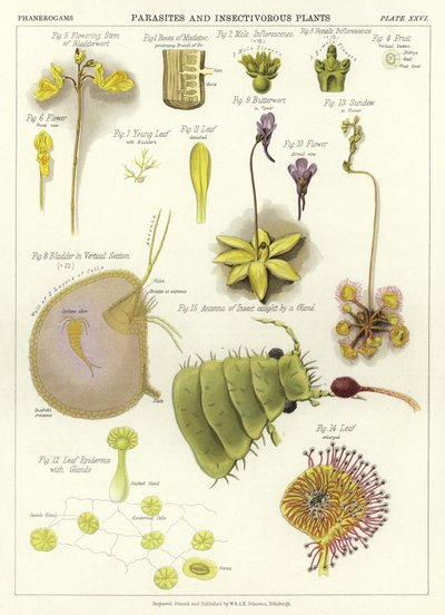 寄生虫と食虫植物 作： English School