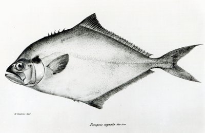 パロプシスシグナタ、チャールズダーウィンによる「HMSビーグルの航海の動物学、1832-36」のプレート13 作： English School