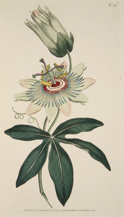 Passiflora Coerulea Common Passion Flower、パブ。 1786年の手彩色彫刻。 作： English School