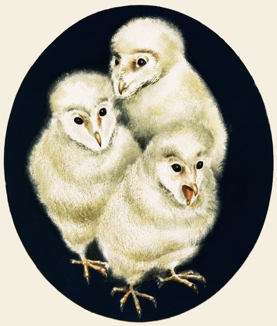 自然を覗く：フクロウのヒナ 作： English School