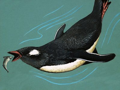 ペンギンが魚を捕る 作： English School