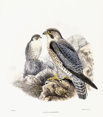 ハヤブサ-FalcoPeregrinus、1894-1899 作： English School