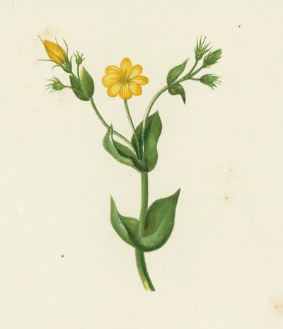 Perfoliate Yellow Wort、Chlora Perfoliata (カラーリソ) 作： English School