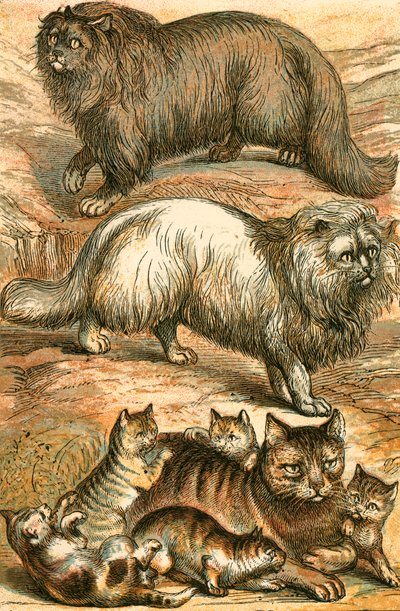 ペルシャ猫、アンゴラ猫、飼い猫、子猫 作： English School