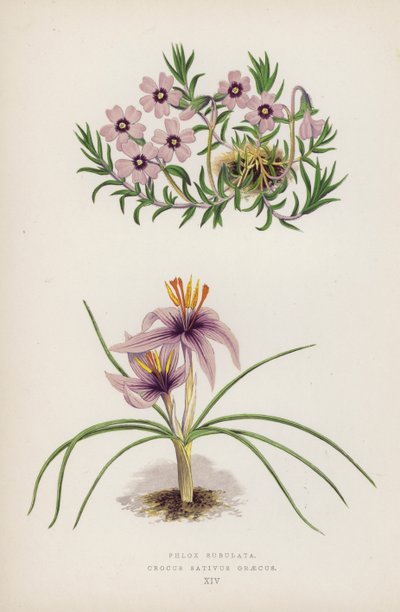 フロックス・スブラタ; Crocus sativus Greecus (カラーリソ) 作： English School
