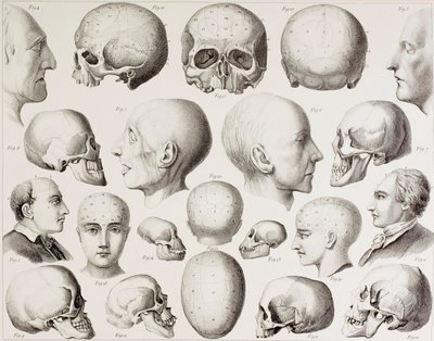 19世紀の版画からの、脳の心理的関係を示す骨相図 作： English School