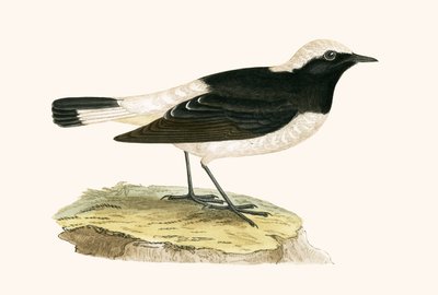 パイドウィティア、チャールズロバートブリー（1811-86）による「イギリス諸島では観察されないヨーロッパの鳥の歴史」のイラスト、1867年発行 作： English School